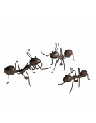 Set Crazy Fourmis